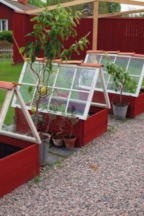  Glass greenhouses: what are and how to make yourself?