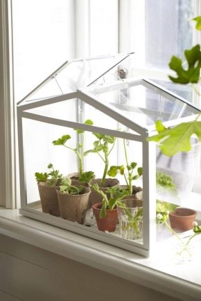  How to make a mini-greenhouse on the windowsill?