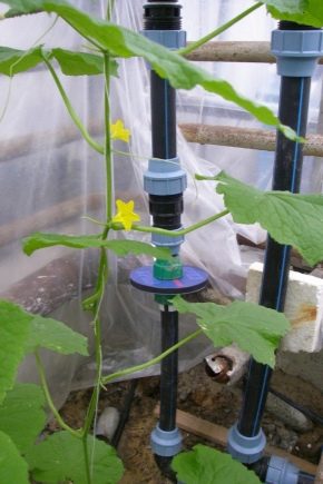  Drip irrigation in the greenhouse: the device and the advantages of the system
