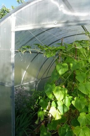  Greenhouse for cucumbers: types and details of production