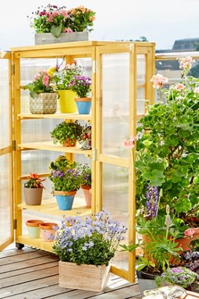  Mini-greenhouses: options and features of the device