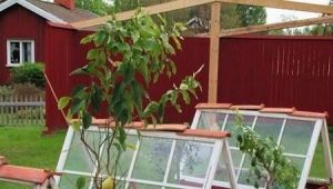  Glass greenhouses: what are and how to make yourself?