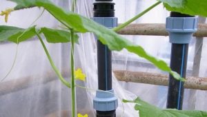 Drip irrigation in the greenhouse: the device and the advantages of the system