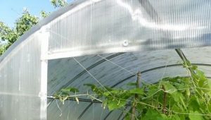  Greenhouse for cucumbers: types and details of production