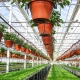  Arrangement of greenhouses inside: planning tricks
