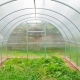  Greenhouses Agrosphere: jenis dan peraturan operasi