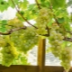  Estufas para uvas: características de design