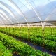  Choosing heating for a polycarbonate winter greenhouse